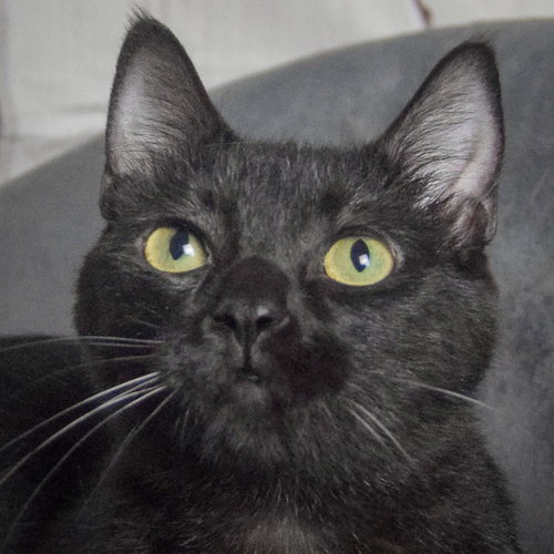 Fenris, an adoptable Bombay in Huntley, IL