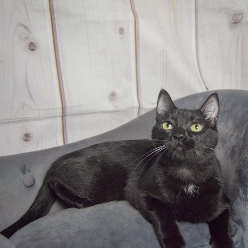 Fenris photo 2