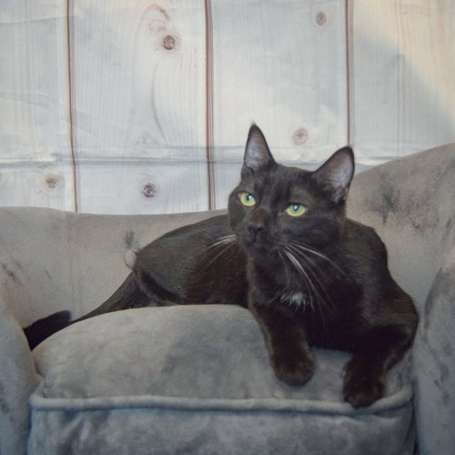 Fenris photo 3