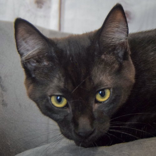 Korg, an adoptable Bombay in Huntley, IL