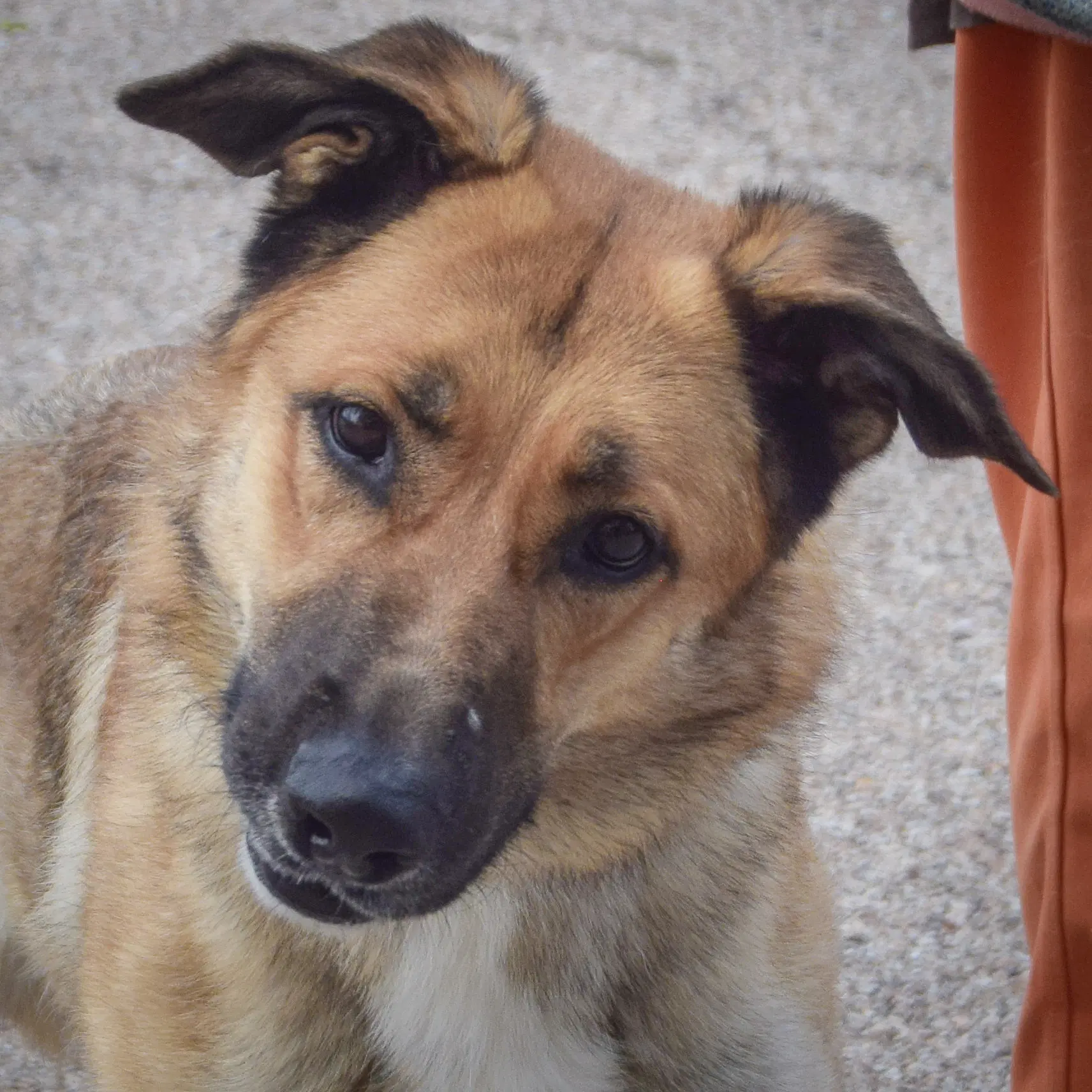 Mary - German Shepherd Dog