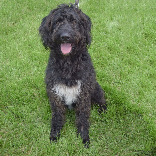 Milo photo 6