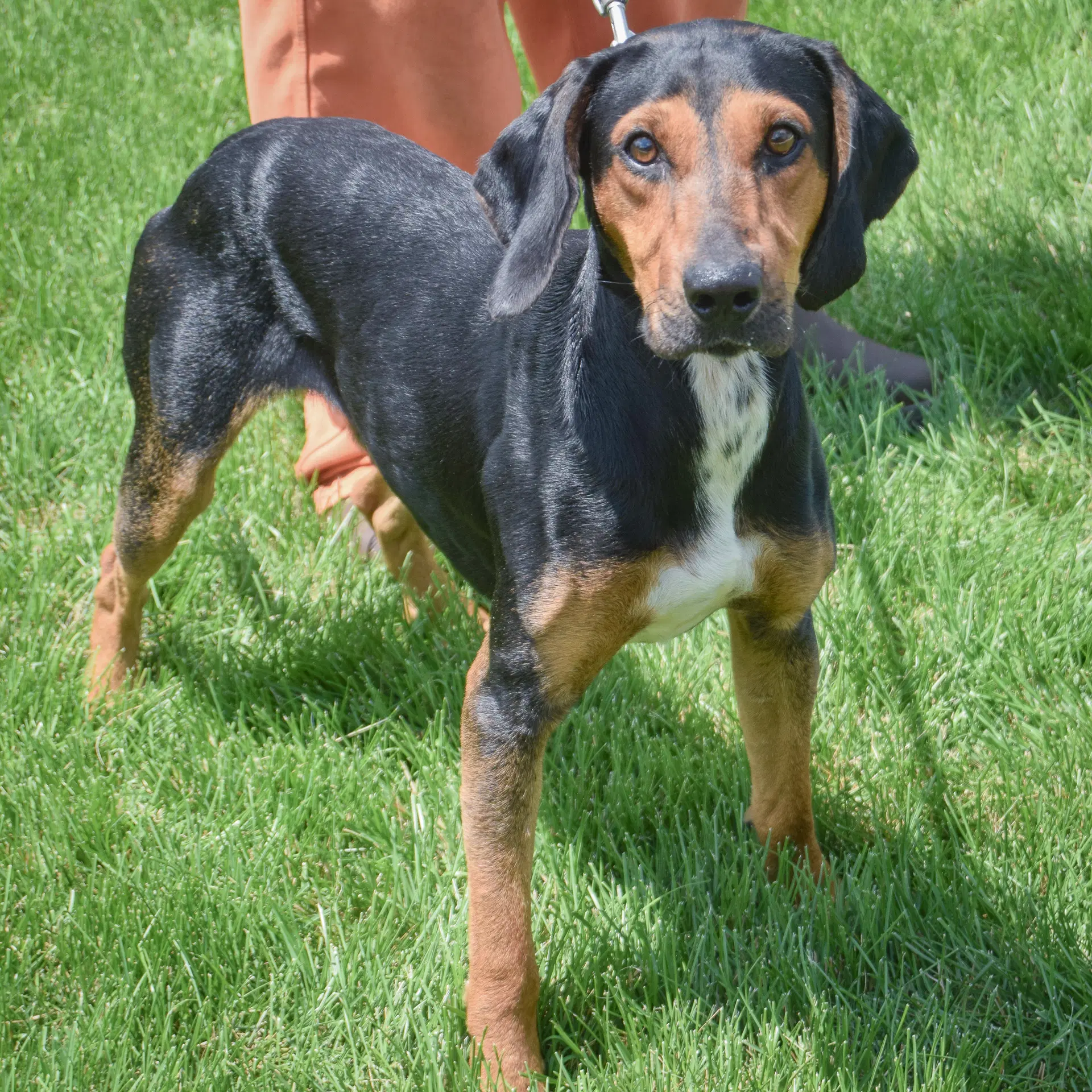 Trotter image 3