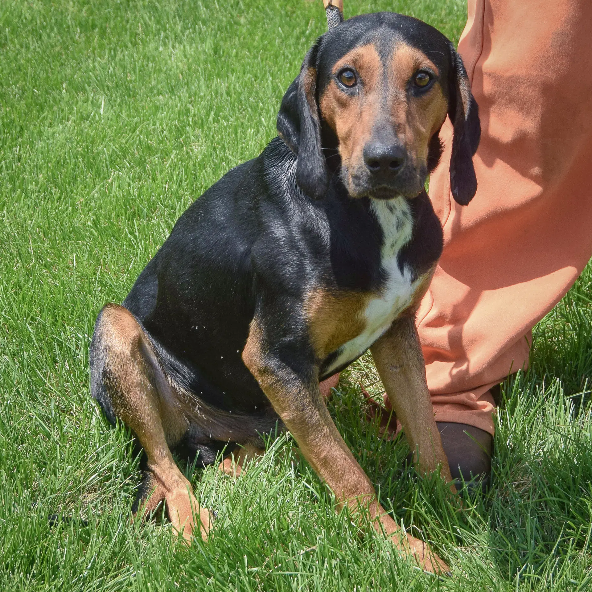 Trotter image 4