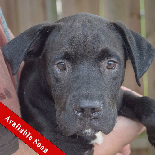 Martin, an adoptable American Bulldog in Huntley, IL