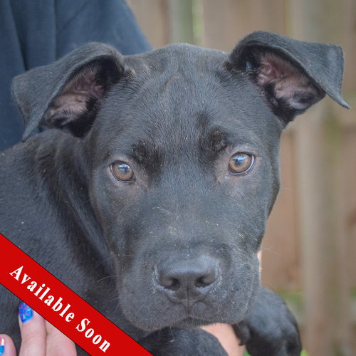 Mecklan, an adoptable American Bulldog in Huntley, IL