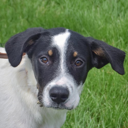 Tobias, an adoptable Cattle Dog in Huntley, IL