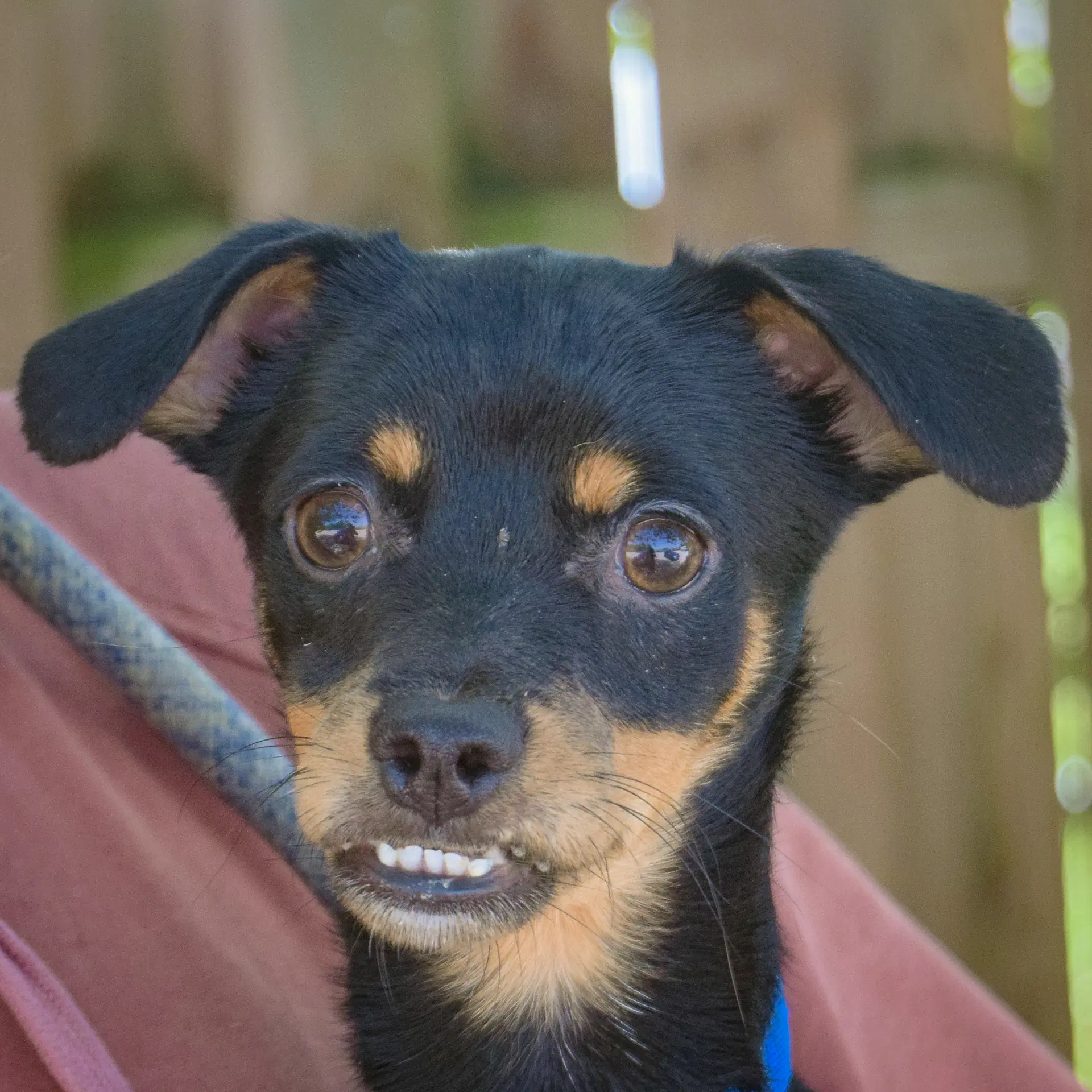 Walnut - Dachshund