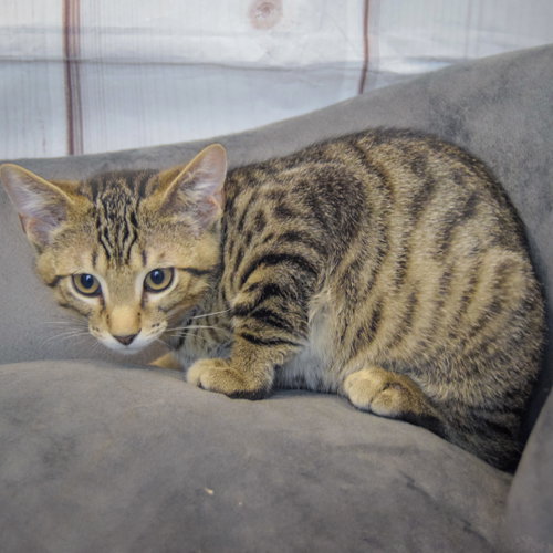Miso photo 4