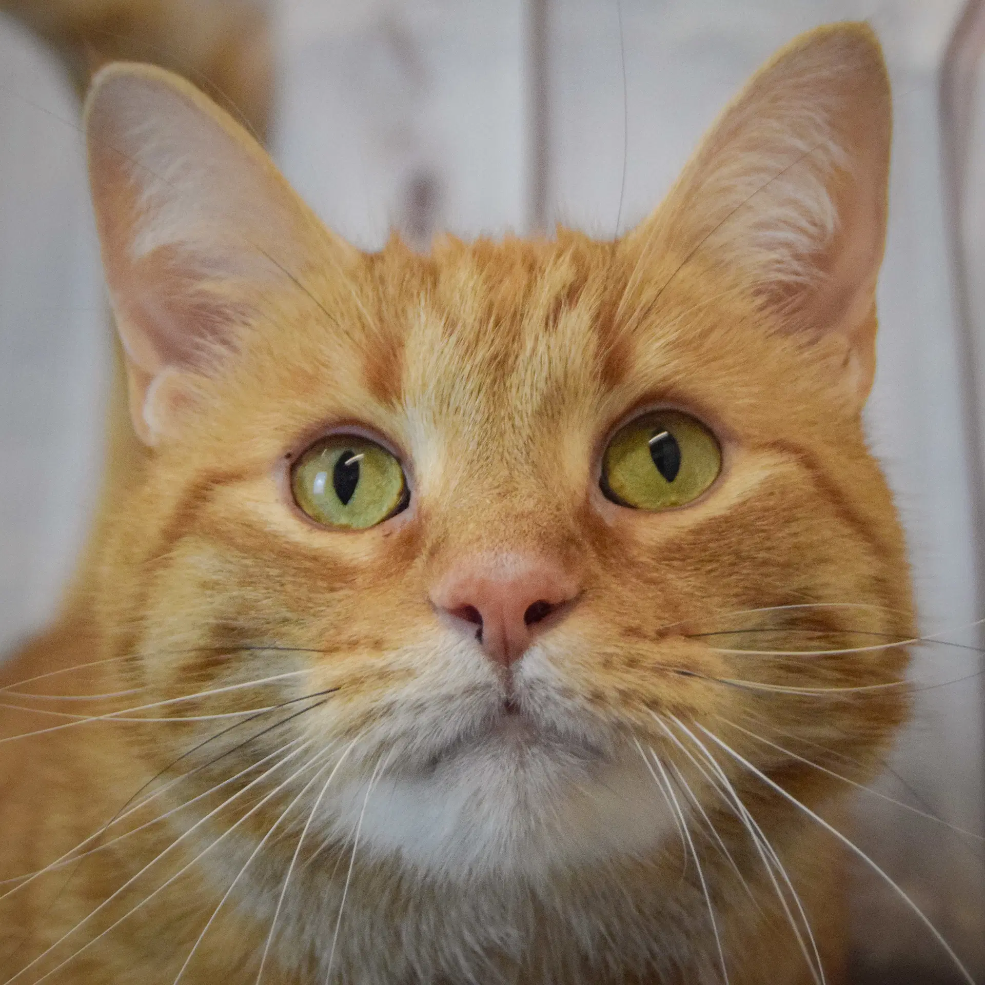 Tinker - Tabby