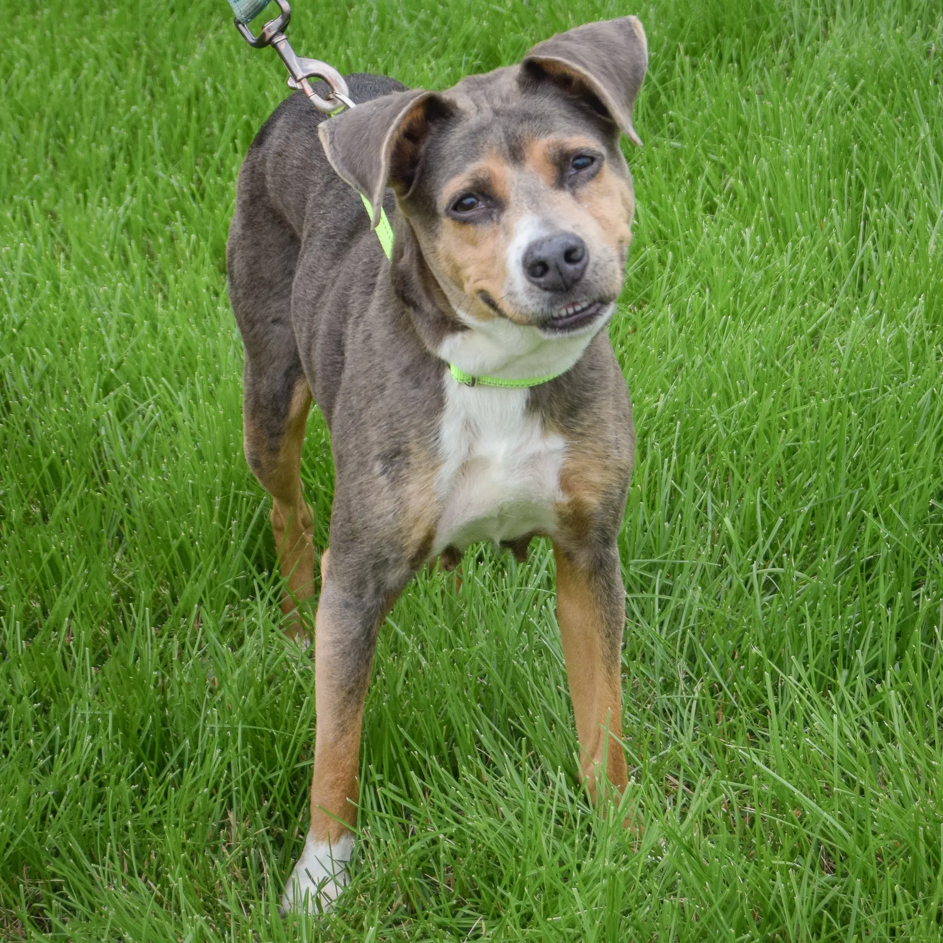 Piper image 3
