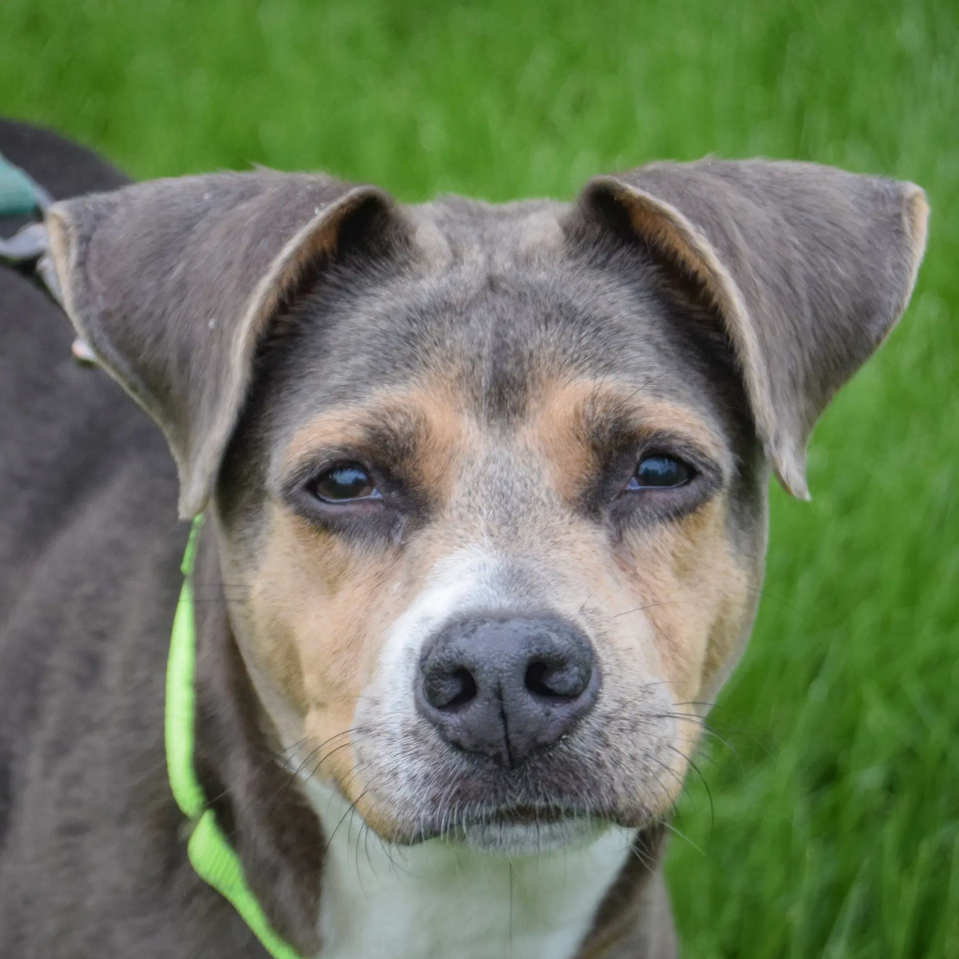 Piper - Manchester Terrier