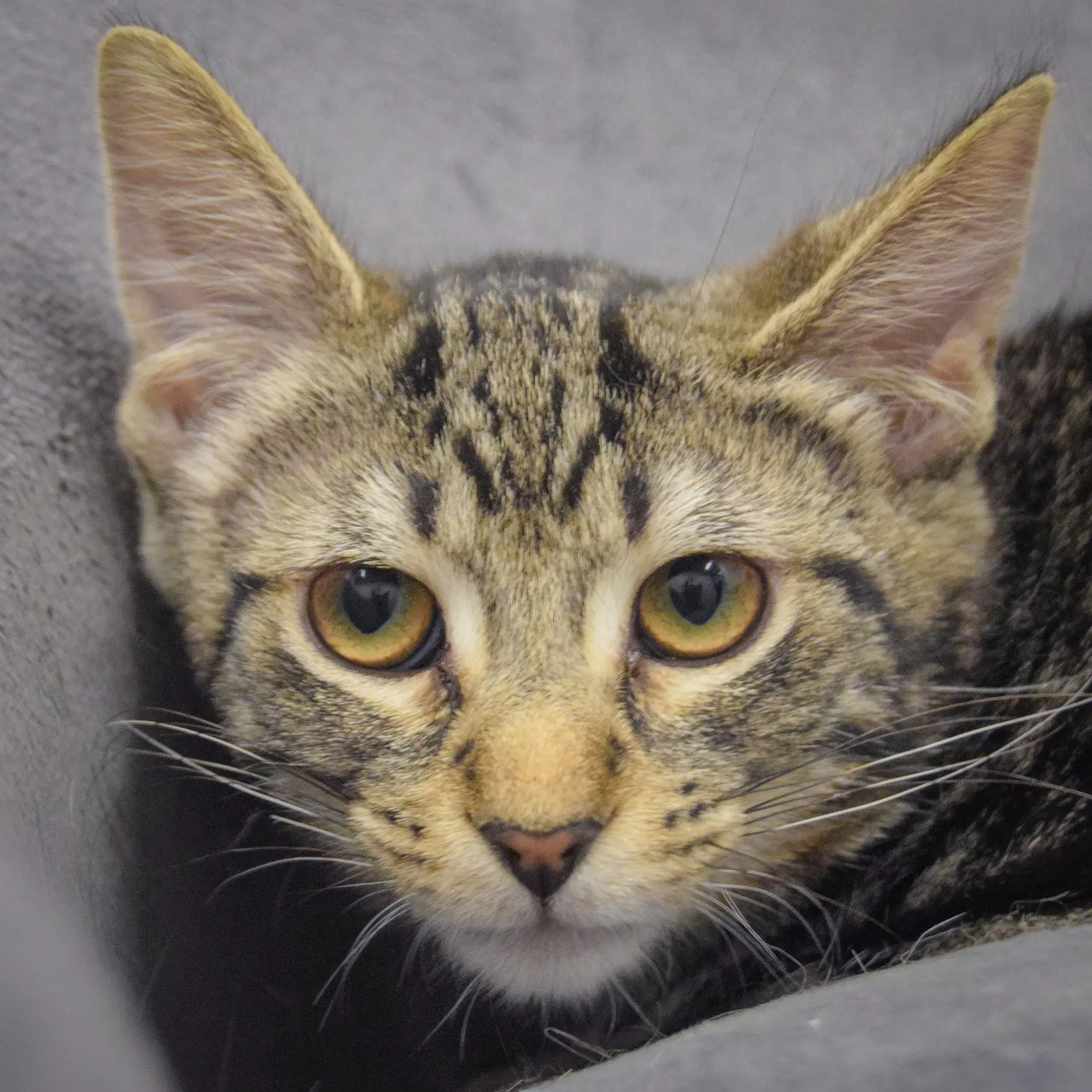 Gretal - Tabby
