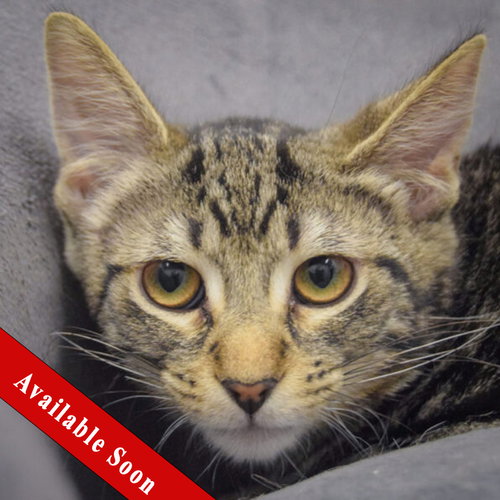 picture of the cat needing adoption