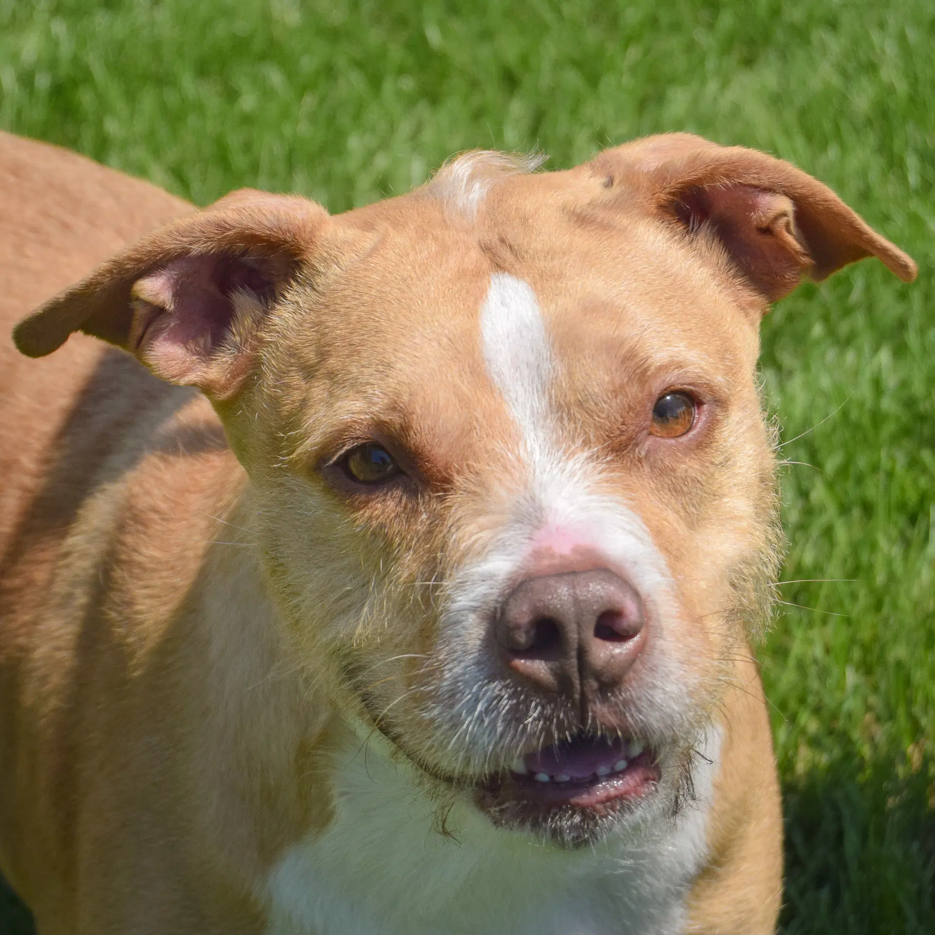 Emerald - American Staffordshire Terrier