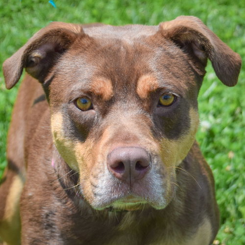 Koda
