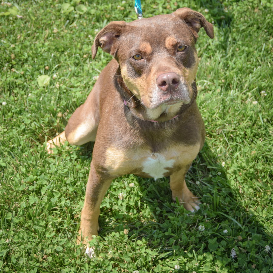 Koda