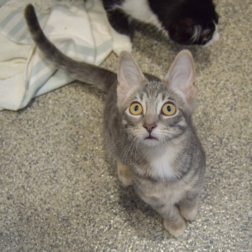 Sherbert photo 3