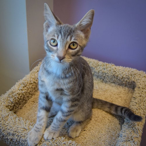 Sherbert photo 4