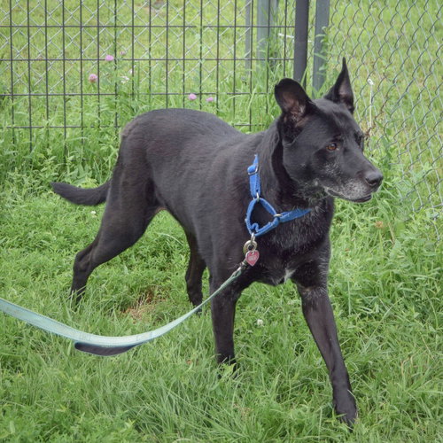 Binx photo 4