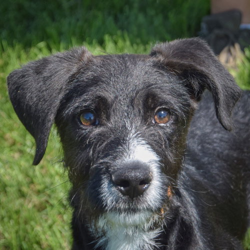 Puzo, an adoptable Schnauzer in Huntley, IL