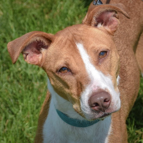 Monica, an adoptable Whippet in Huntley, IL