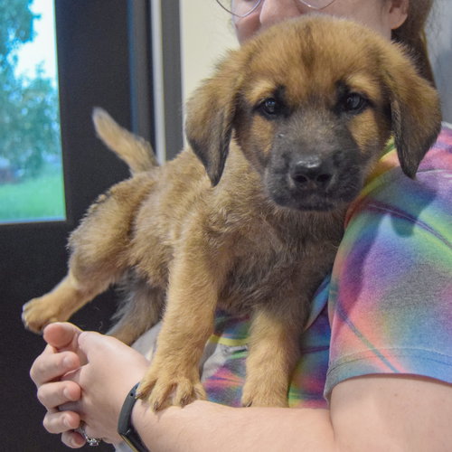Pogee, an adoptable Golden Retriever / German Shepherd Dog / Mixed at Animal House Shelter — photo 5