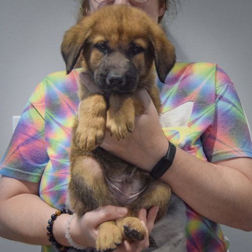 Pogee, an adoptable Golden Retriever / German Shepherd Dog / Mixed at Animal House Shelter — photo 6