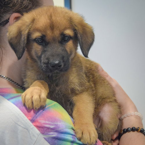 Pogee, an adoptable Golden Retriever / German Shepherd Dog / Mixed at Animal House Shelter — photo 7