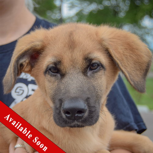 Pogee, Golden Retriever / German Shepherd Dog / Mixed