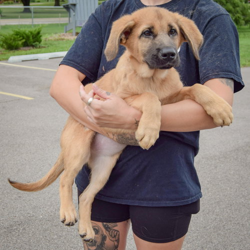 Pogee, an adoptable Golden Retriever / German Shepherd Dog / Mixed at Animal House Shelter — photo 4
