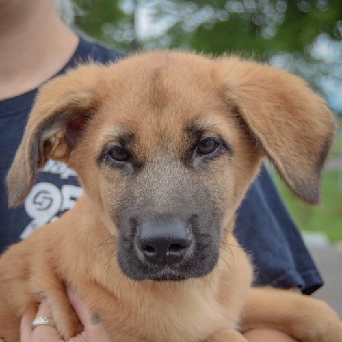 Pogee, an adoptable Golden Retriever / German Shepherd Dog / Mixed at Animal House Shelter — photo 8