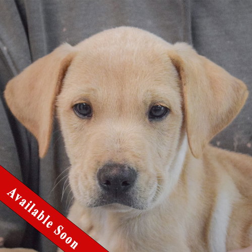 Grommette, an adoptable Yellow Labrador Retriever in Huntley, IL