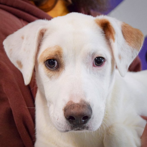 Clyde, an adoptable Yellow Labrador Retriever in Huntley, IL