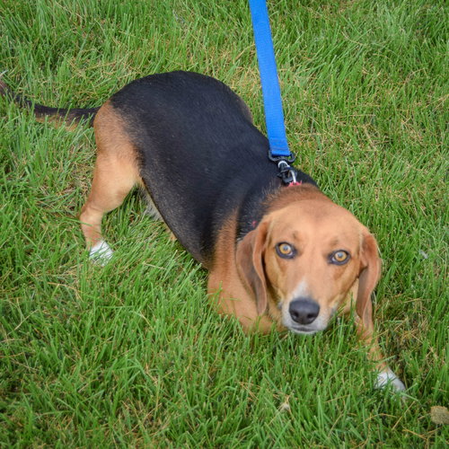 Copper photo 4