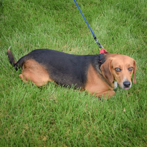 Copper photo 5
