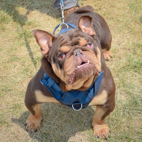 Louie photo 2