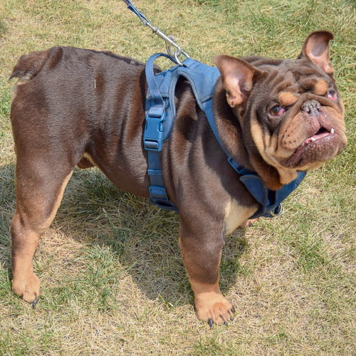 Louie photo 3