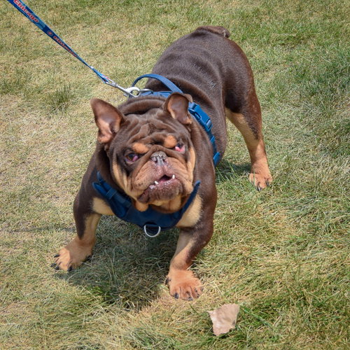 Louie photo 4