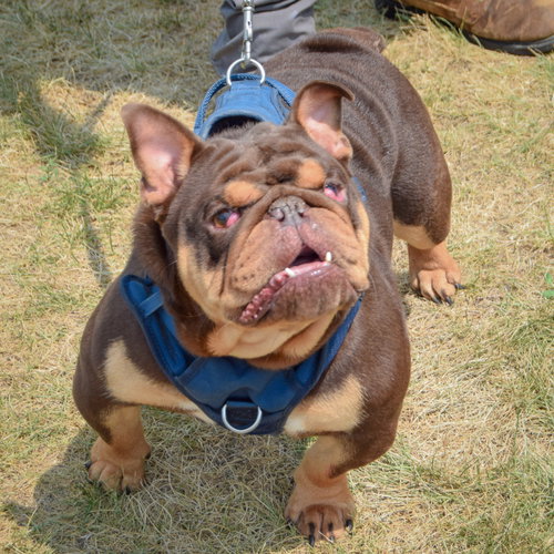Louie photo 5