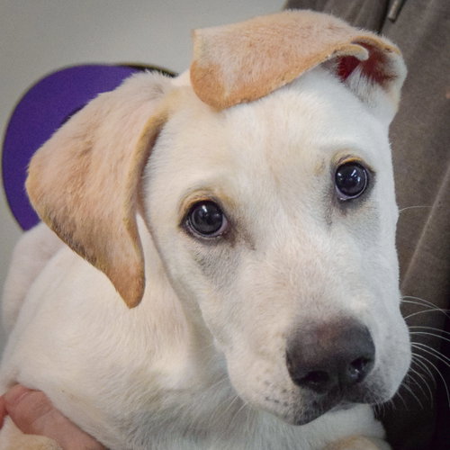 Marshmallow, an adoptable Yellow Labrador Retriever in Huntley, IL