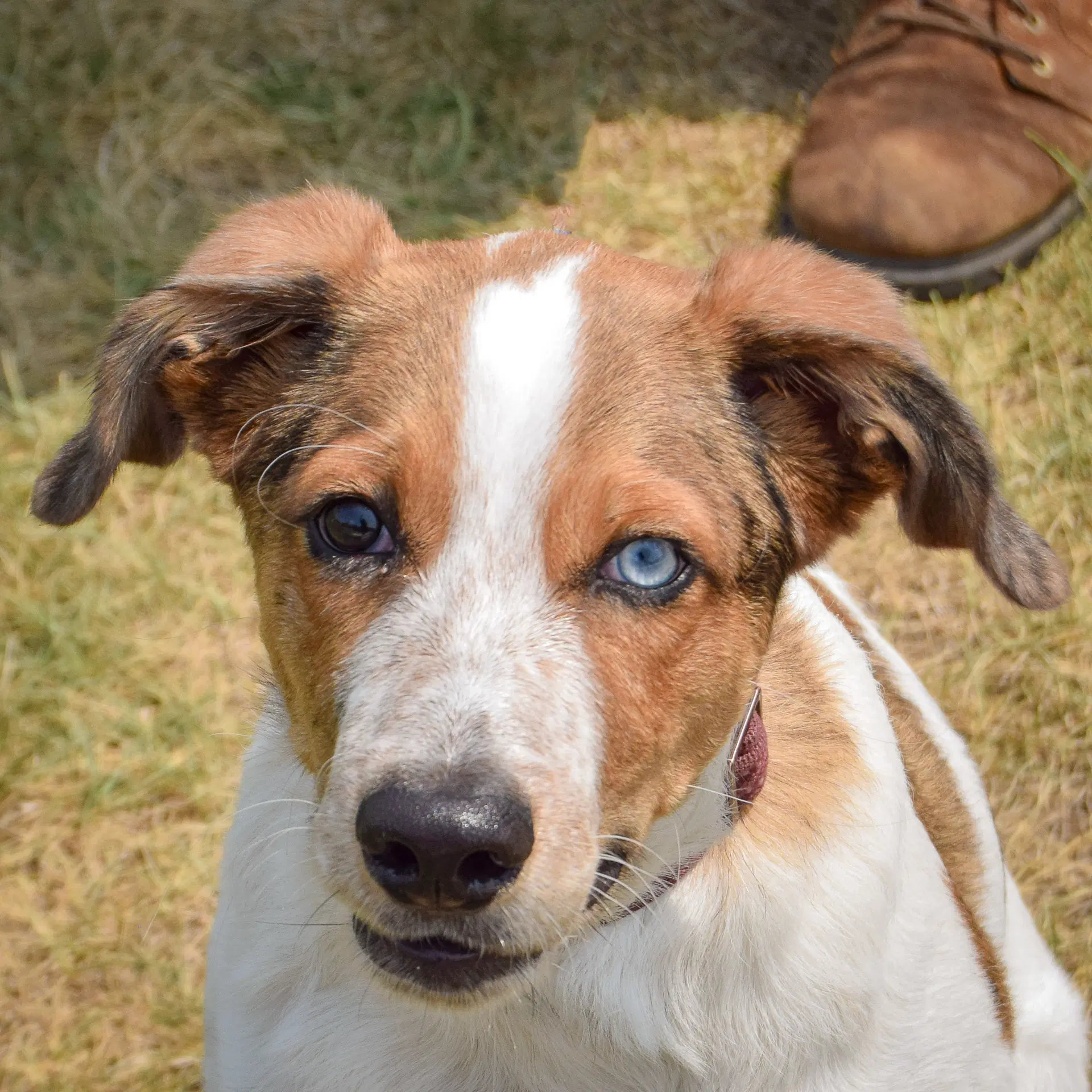 Ouddy - Red Heeler