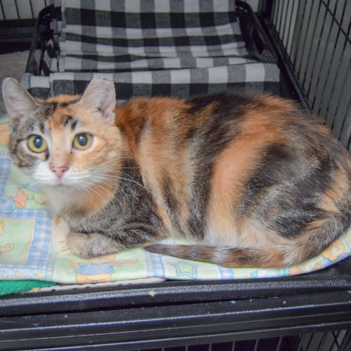 Callie photo 2