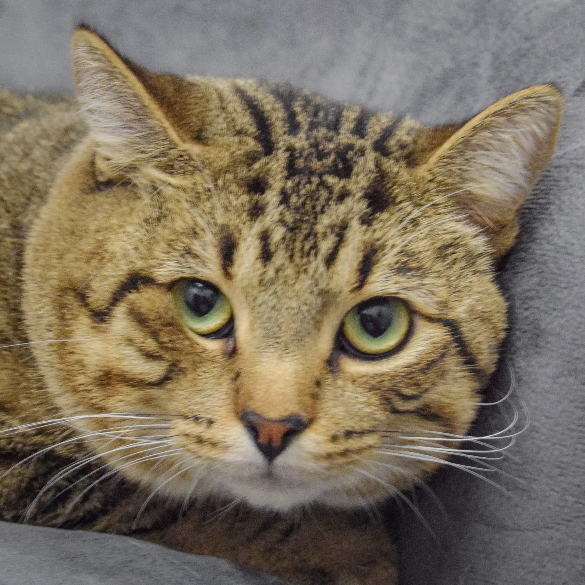 Prince - Tabby