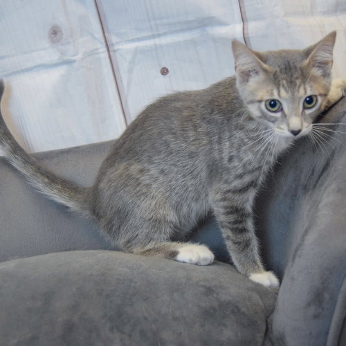 Blueberry photo 5