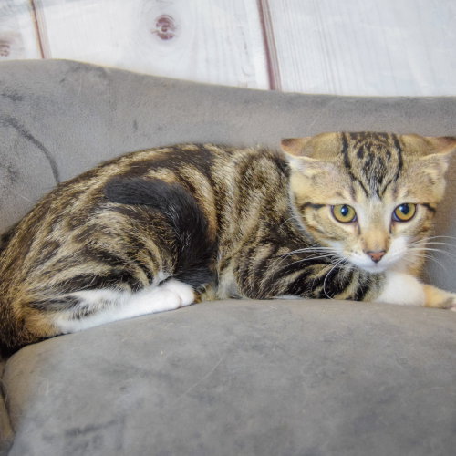 Datil photo 2