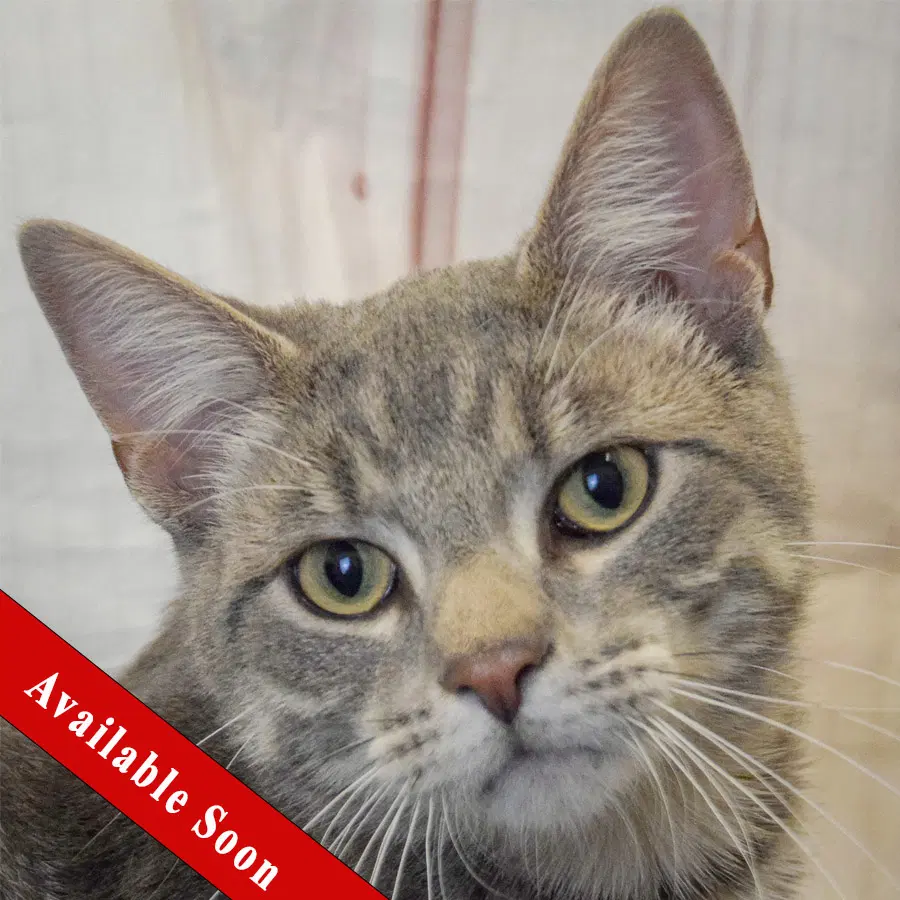 Raiden - Tabby
