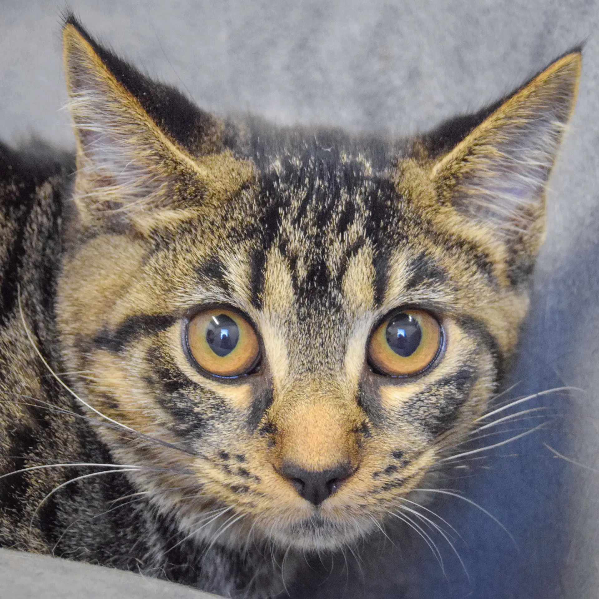 June - Tabby