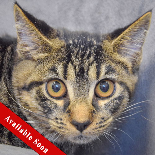 picture of the cat needing adoption
