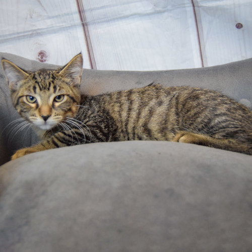 Ares photo 2